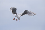 Image. European Herring Gull