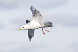 Image. European Herring Gull
