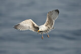 Image. European Herring Gull
