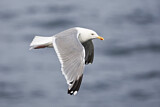 Image. European Herring Gull