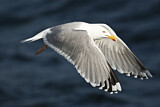Image. European Herring Gull