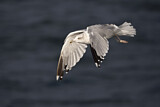 Image. European Herring Gull