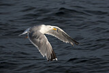 Image. European Herring Gull