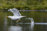 Image. European Herring Gull