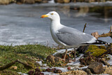 Image. European Herring Gull