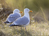 Image. European Herring Gull