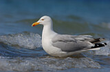 Image. European Herring Gull