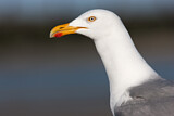 Image. European Herring Gull