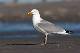 Image. European Herring Gull