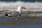 Image. European Herring Gull