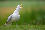 Image. European Herring Gull