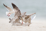 Image. European Herring Gull