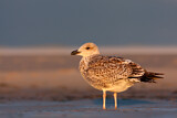 Image. European Herring Gull