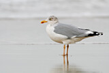 Image. European Herring Gull