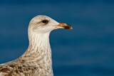 Image. European Herring Gull
