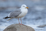 Image. European Herring Gull