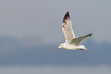 Image. European Herring Gull