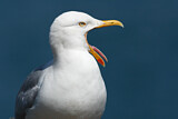 Image. European Herring Gull