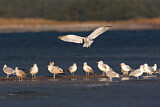 Image. European Herring Gull
