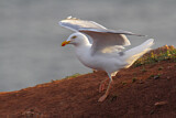 Image. European Herring Gull
