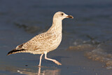 Image. European Herring Gull
