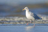 Image. European Herring Gull