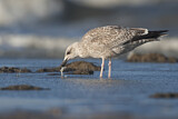 Image. European Herring Gull