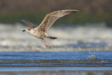 Image. European Herring Gull
