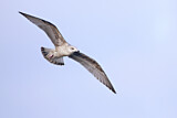 Image. European Herring Gull
