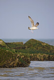 Image. European Herring Gull
