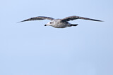 Image. European Herring Gull