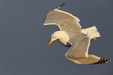 Image. European Herring Gull