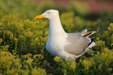 Image. European Herring Gull