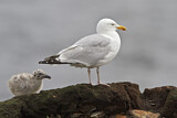 Image. European Herring Gull