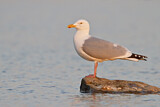 Image. European Herring Gull