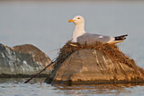 Image. European Herring Gull