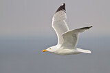 Image. European Herring Gull