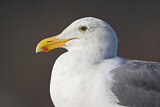 Image. European Herring Gull