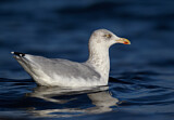 Image. European Herring Gull