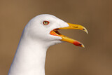 Image. European Herring Gull