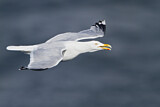 Image. European Herring Gull