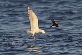 Image. European Herring Gull