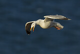 Image. European Herring Gull