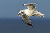 Image. European Herring Gull
