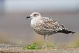 Image. European Herring Gull