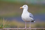 Image. European Herring Gull