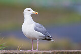 Image. European Herring Gull
