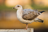 Image. European Herring Gull