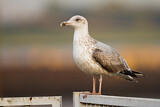 Image. European Herring Gull