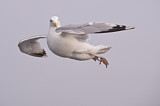Image. European Herring Gull